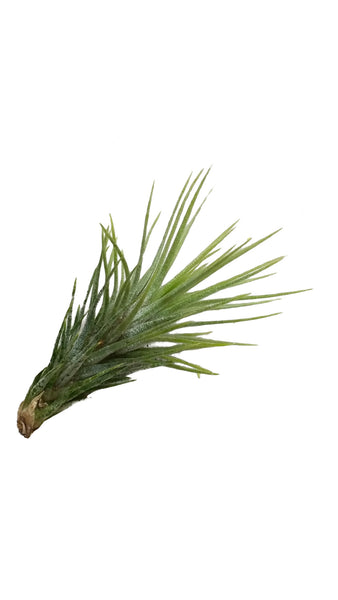 Funkiana Air Plant