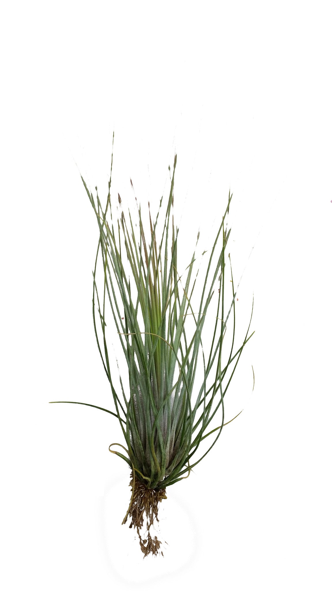 air plant juncea Juneca Airplant – Airplantcompany.com