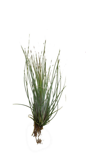 Juneca Airplant