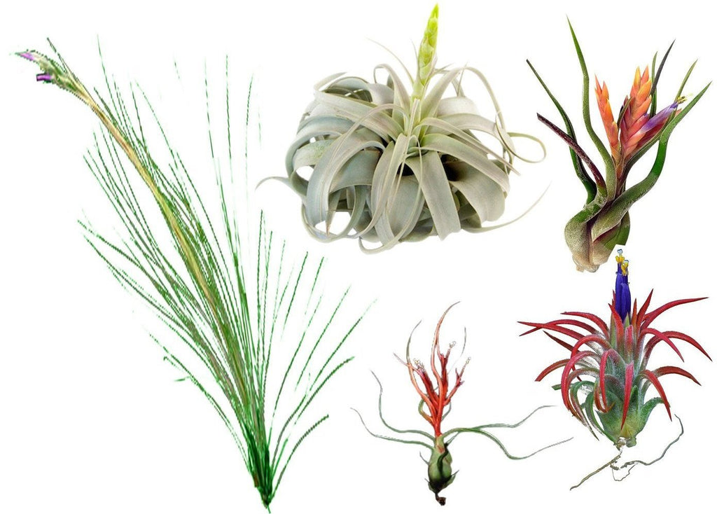 largest air plant species Large Airplant Grab Bag – Airplantcompany.com