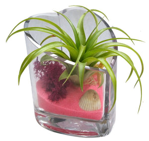 Valentine Heart Airplant Terrarium