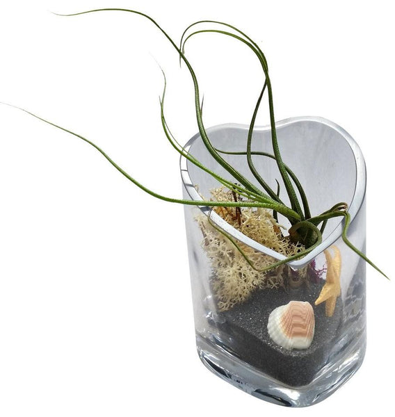 Black Sand Airplant Terrarium-Mother's Day, Valentine Day, Birthday's