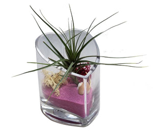 Spiky Airplant Heart Terrarium-Mother's Day, Valentine Day, Birthday's