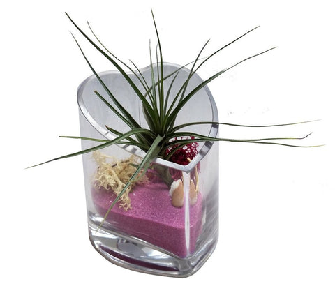 Spiky Airplant Heart Terrarium-Mother's Day, Valentine Day, Birthday's