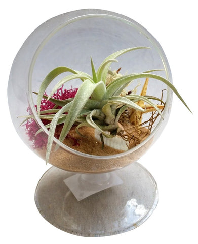 Circle Airplant Terrarium For Desk