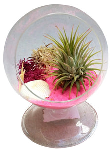 Hot Pink Air Plant Terrariums Table Orb
