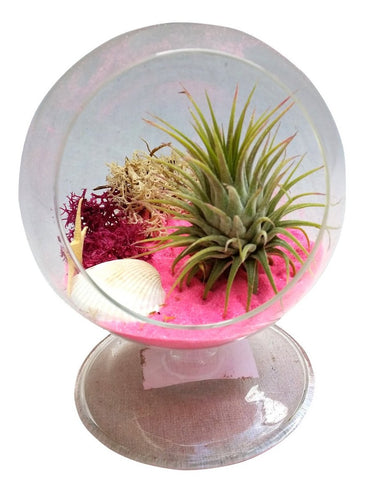 Hot Pink Air Plant Terrariums Table Orb