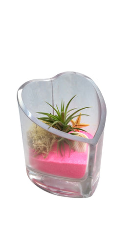 Valentine Day/Mothers Day/ Birthday Pink Airplant Terrarium