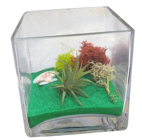 Green Square Airplant Terrarium