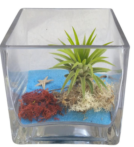 Blue Airplant Terrarium