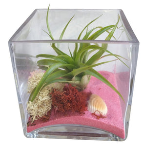 Pink Square Table Terrarium
