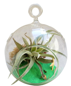 Green Circle Table Air Plant Terrarium