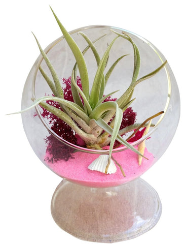 Harris Pink Airplant Terrarium