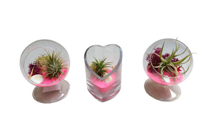 Air Plant Terrarium 