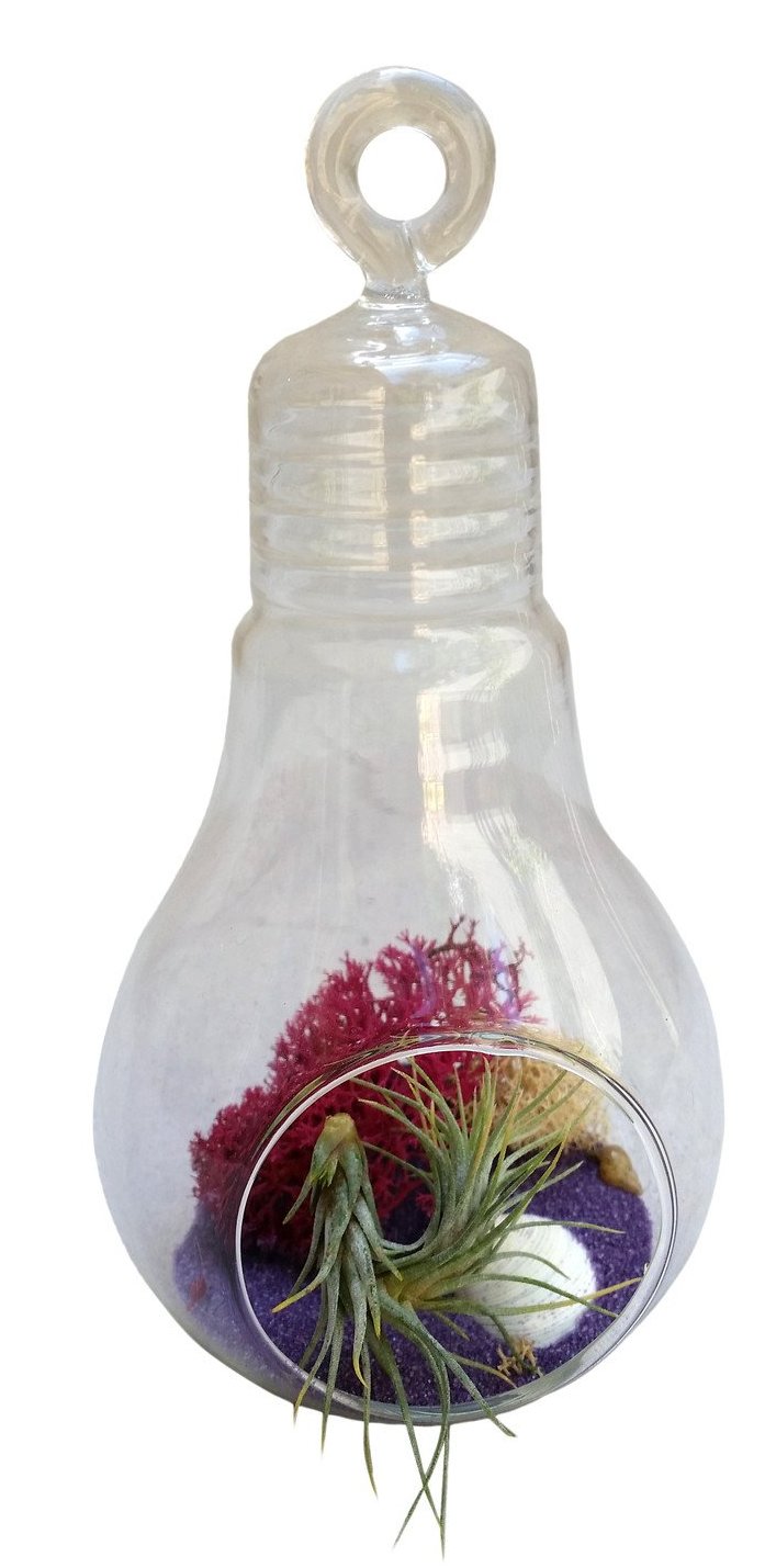  Airplant Terrarium 