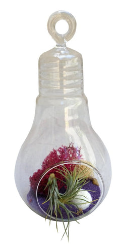  Airplant Terrarium 