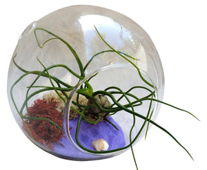 Large Airplant Terrarium