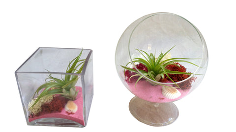 Double Pink Airplant Terrarium