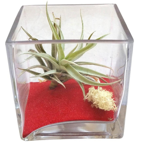Red Circle Airplant Terrarium