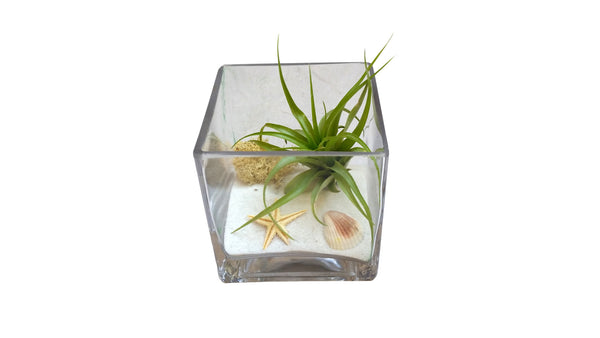 White Square Airplant Terrarium