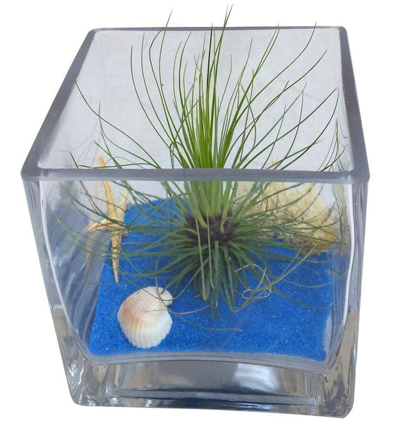 Blue Square Airplant Terrarium