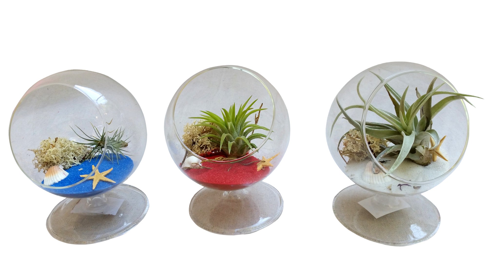 blue air plants 3 Red White Blue Air Plant Terrarium – Airplantcompany.com