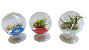 Air Plant Terrarium 