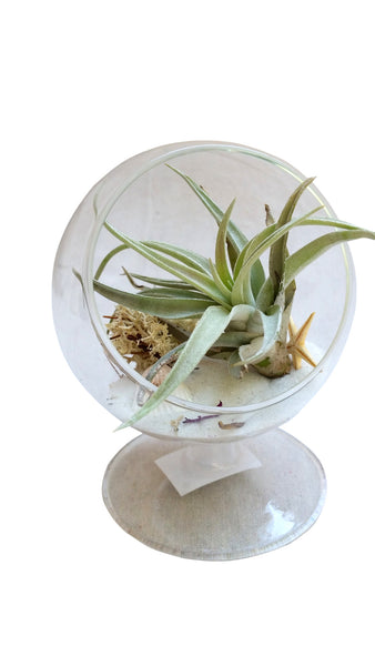 White Circle Airplant Terrarium