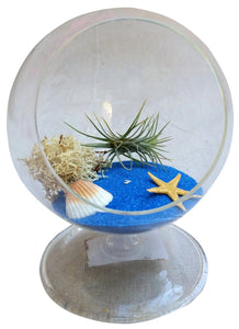 Blue Circle Air Plant Terrarium