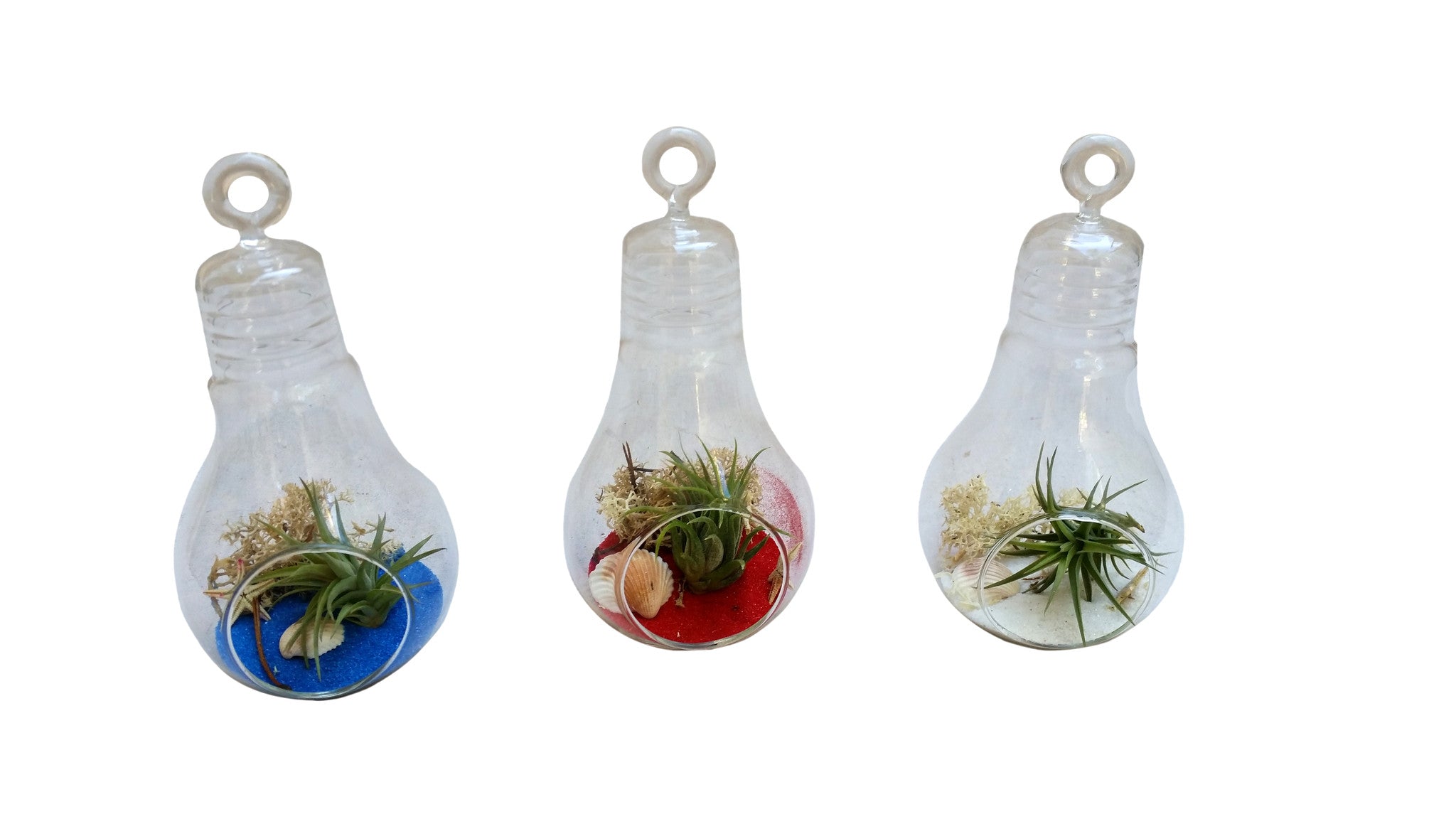 air plant collection Red White Blue Light Bulb Collection Air Plant Terrarium – Airplantcompany.com