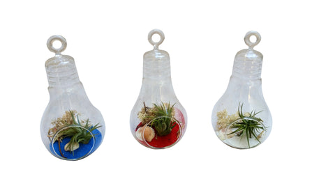 Red White Blue Light Bulb Collection Air Plant Terrarium