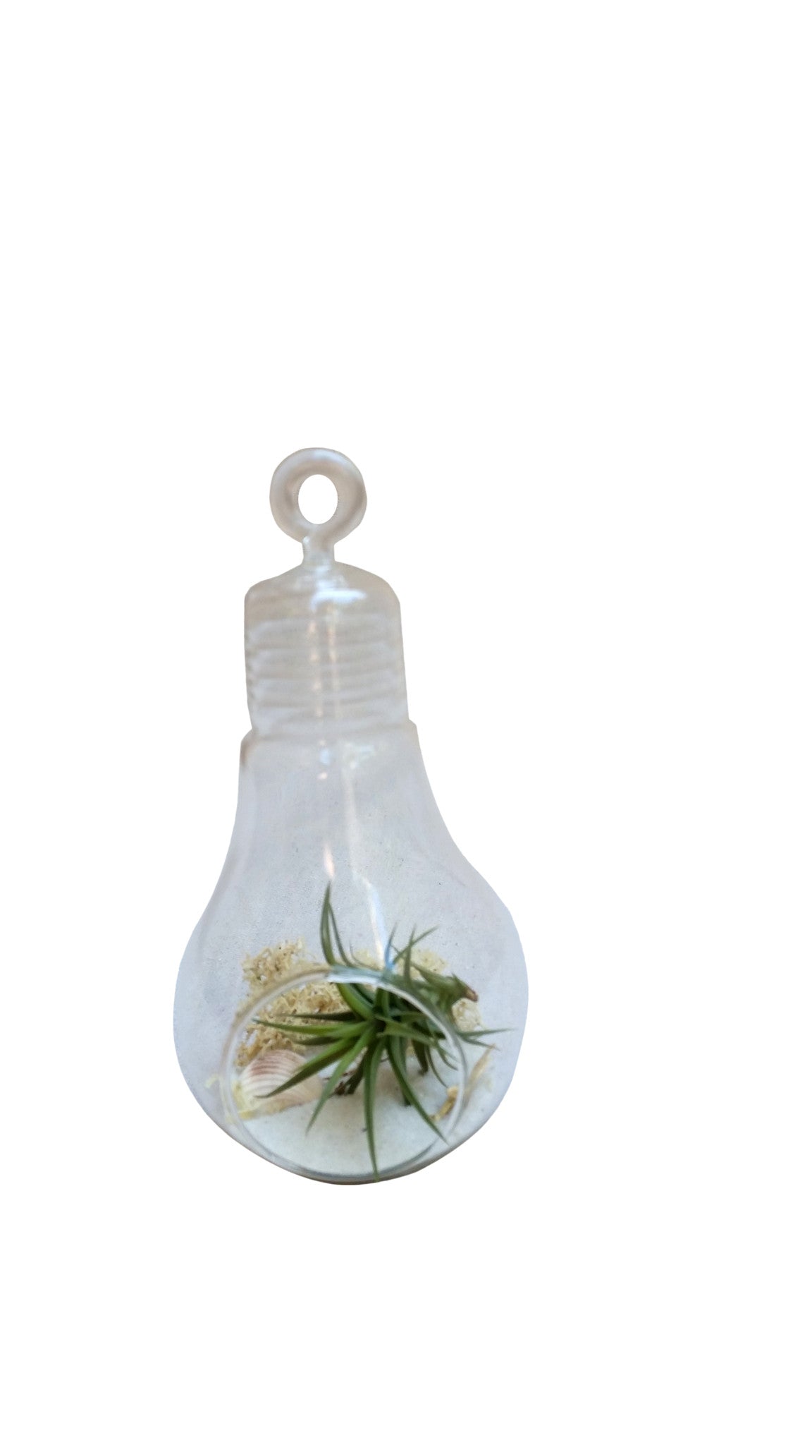 light bulb air plant terrarium White Light Bulb Airplant Terrarium – Airplantcompany.com