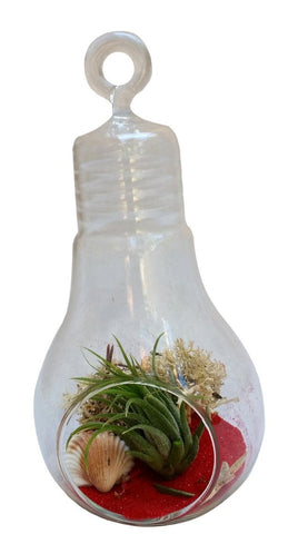 Red Light Bulb Airplant Terrarium