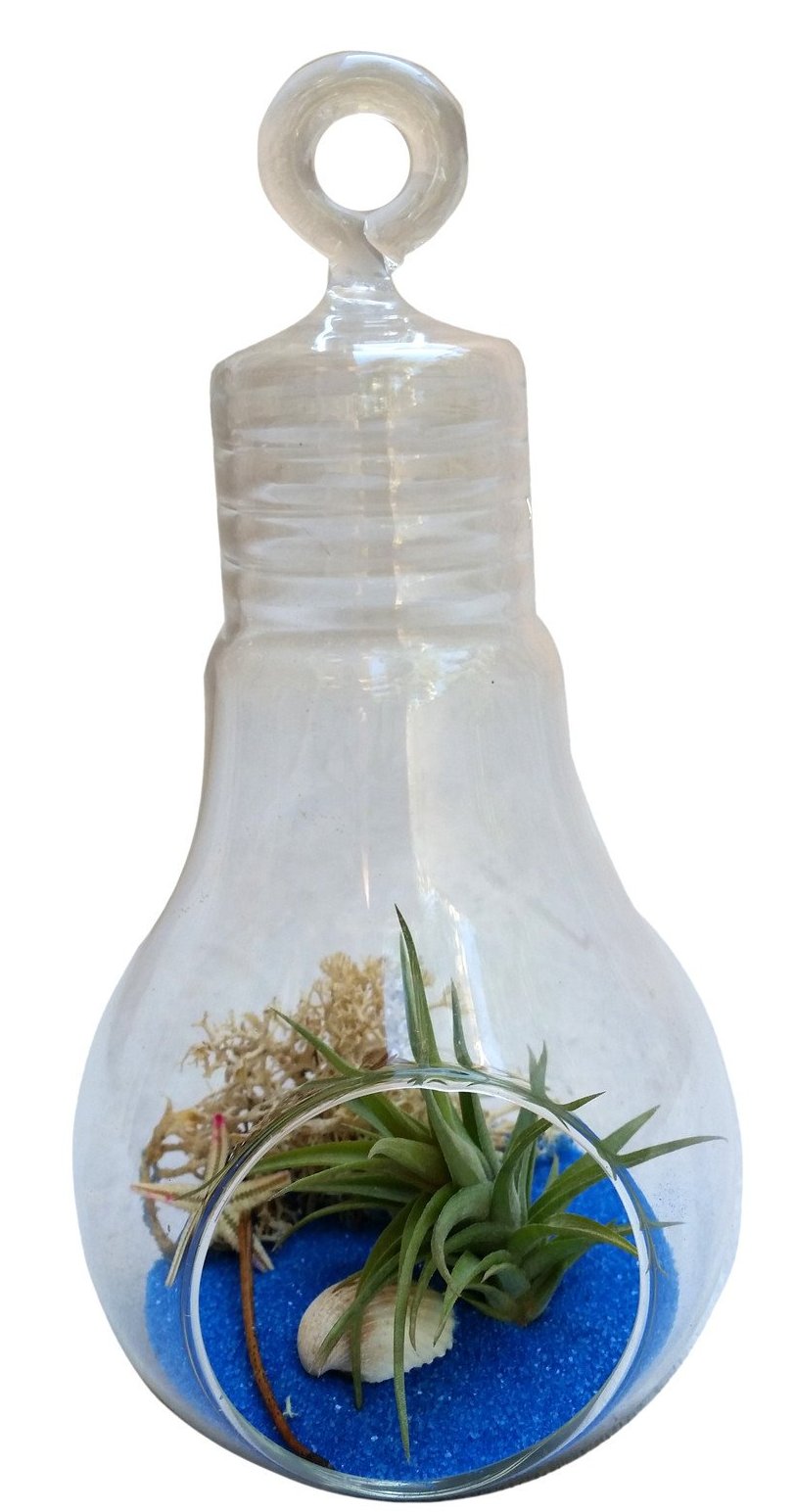 Blue Light Bulb Airplant Terrarium
