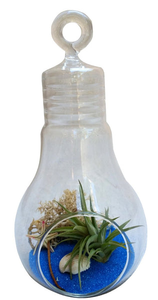 Blue Light Bulb Airplant Terrarium
