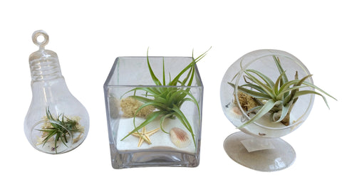 White Terrarium Package