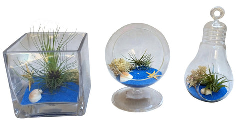 Blue Table Air Plant Terrarium Package