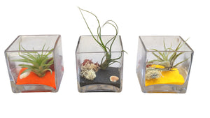 Halloween Squares Airplant Terrarium