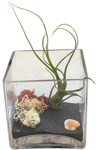 Black Square Airplant Terrarium