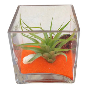 Orangie Square Airplant Terrarium