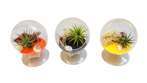 Halloween Circle Air Plant Terrariums