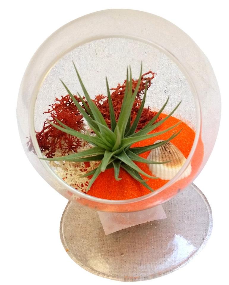Orange Circle Airplant Terrarium
