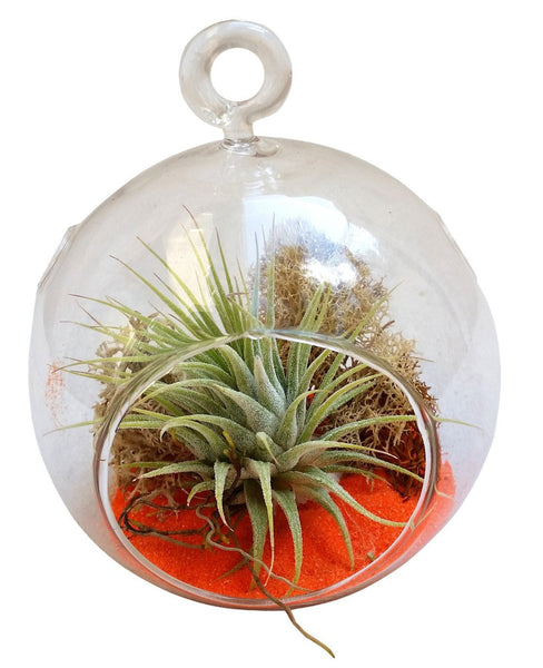 Halloween Orange Air Plant Terrariums