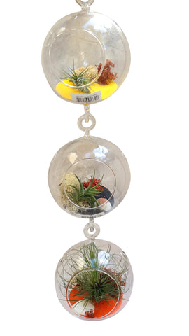 Tri Level Halloween Air Plant Terrarium
