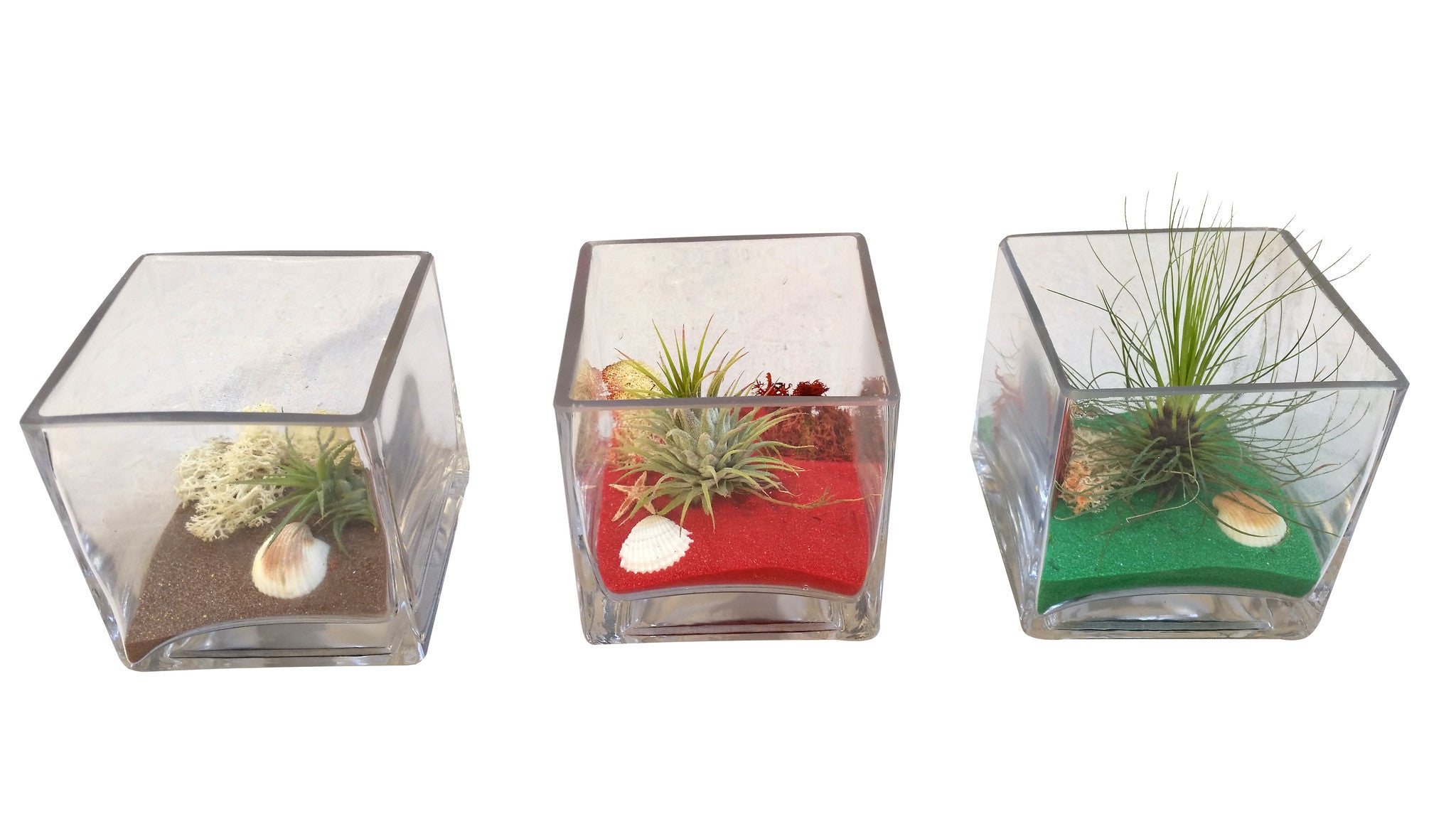 christmas air plants Christmas Air Plant Terrarium Squares – Airplantcompany.com