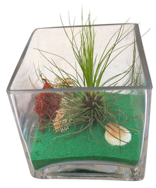 Green Christmas Airplant Square