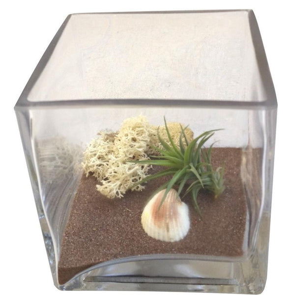 Brown Christmas  Air Plant Terrarium Square