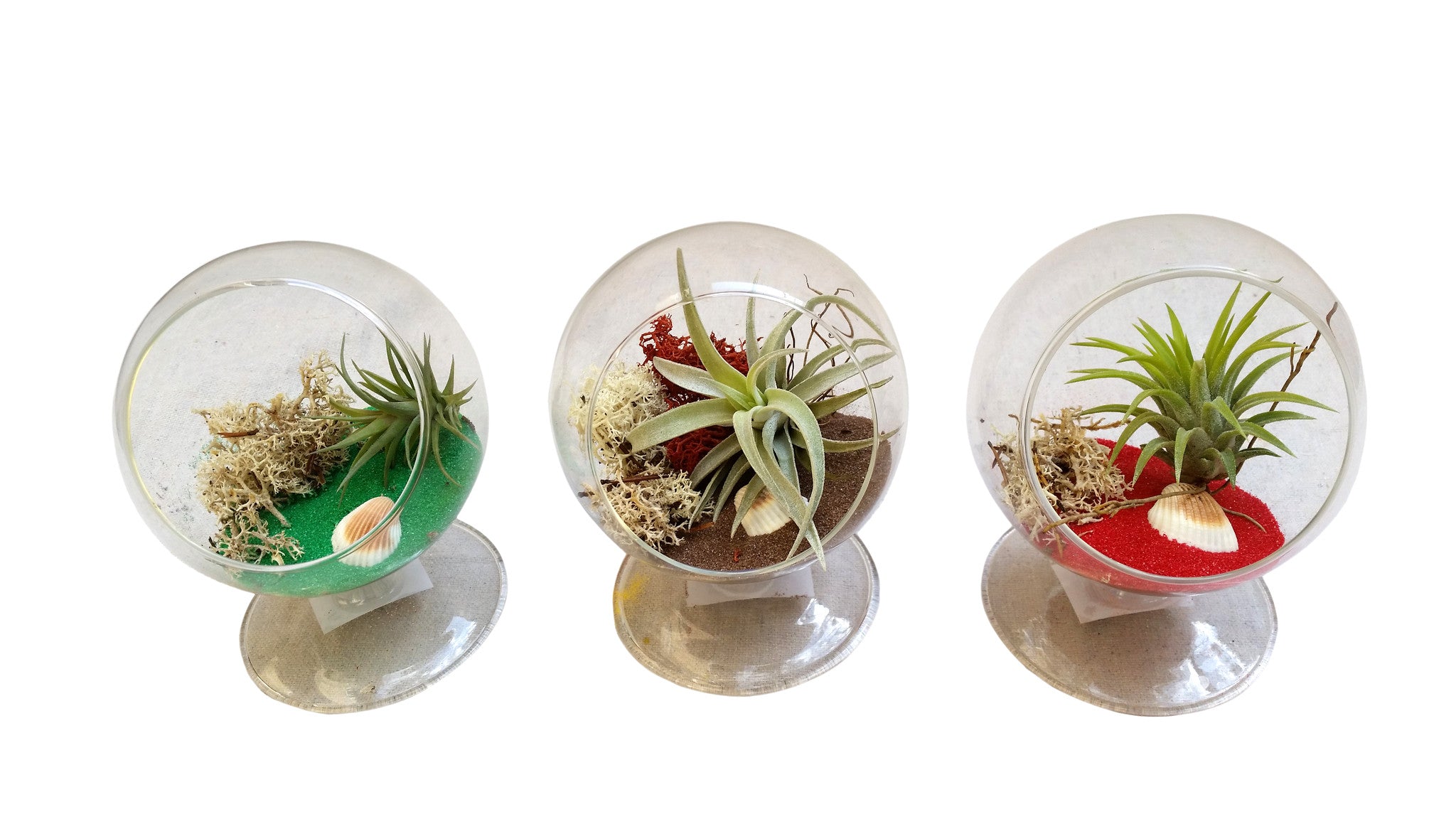 Air Plant Terrarium 