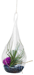 Skinny Joker Air Plant Terrariums