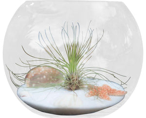 Air Plant Terrarium Table Orb